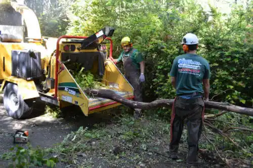 tree services Ferndale